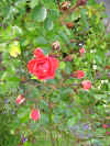 rozen in 2e bloei.JPG (140941 bytes)